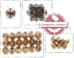 Scientific lot no. 5 Coccinelidae (36 pcs)