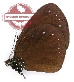 Euploea tulliolus offaka