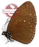 Euploea eleusina hygina