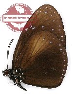 Euploea mulciber gelderi (A-)