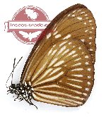 Euploea mulciber gelderi (A2)