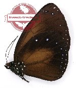 Euploea eunice tisais