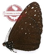 Euploea camaralzeman scuderii