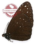 Euploea camaralzeman scuderii (A-)