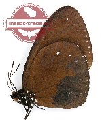 Euploea eleusina hygina (A-)