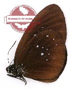 Euploea morosa morosa (A-)