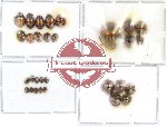 Scientific lot no. 7 Coccinelidae (30 pcs)