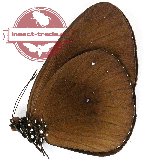 Euploea sylvester melolo (A-)