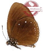 Euploea stephensii stephensii (A2)