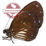 Euploea radamanthus schildi (A-)