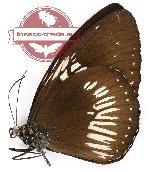 Euploea eupator eupator