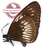 Euploea eupator eupator (A-)