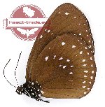 Euploea sylvester invitabilis (A-)