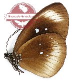 Euploea climena palmedo