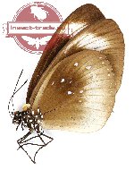 Euploea climena palmedo (A2)