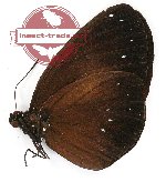 Euploea wallacei gilda (g A2)