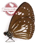 Euploea hewitsoni mangoliana (A-)