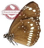 Euploea corinna (A2)