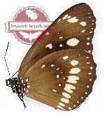 Euploea corinna