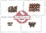 Scientific lot no. 9 Coccinelidae (54 pcs)