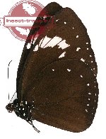 Euploea westwoodi labreyi