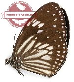 Euploea hewitsoni reducta