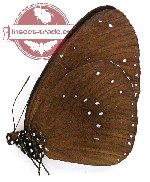 Euploea sylvester lacordairei (A-)