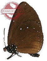 Euploea eunice vestigiata (A2)