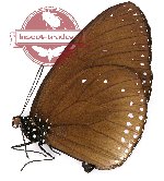 Euploea eunice vestigiata (A-)