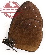 Euploea tulliolus duryca