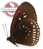 Euploea alcathoe alecto (A-)