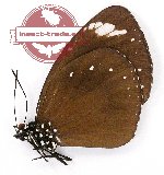 Euploea tulliolus sambana