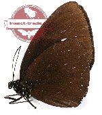 Euploea phaenareta euthoe (A2B)