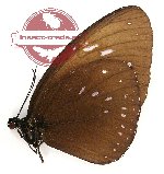 Euploea phaenareta euthoe (A2)