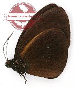 Euploea wallacei grayi