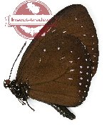 Euploea westwoodi ssp.