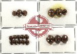 Scientific lot no. 12 Coccinelidae (19 pcs)