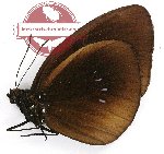 Euploea wallacei confusa (A2)