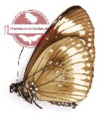 Euploea algea orope