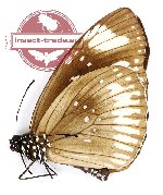 Euploea algea orope (A-)