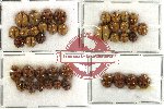 Scientific lot no. 13 Coccinelidae (40 pcs)