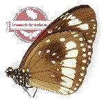 Euploea algea sacerdos (A-)