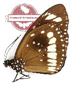Euploea algea sacerdos (A-)