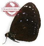 Euploea leucostictos hisme (A-)