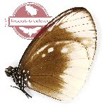 Euploea darcia hopfferi (A2)