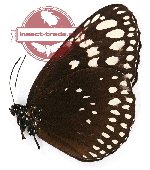 Euploea crameri albomaculata (A2)