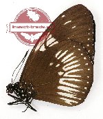 Euploea eupator ssp. (A-)