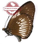 Euploea eupator ssp. (A2)