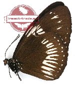 Euploea eupator sulaensis