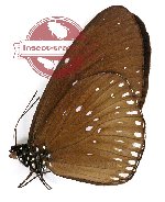 Euploea eyndhovii strix